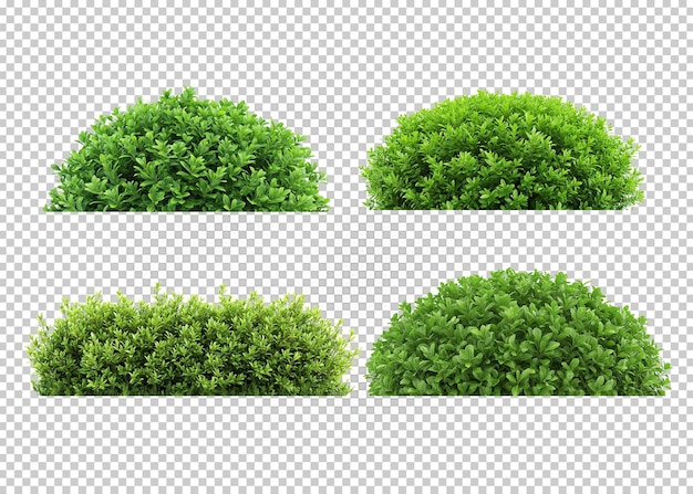 PSD green bush isolated transparency background