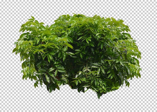 PSD green bush isolated transparency background