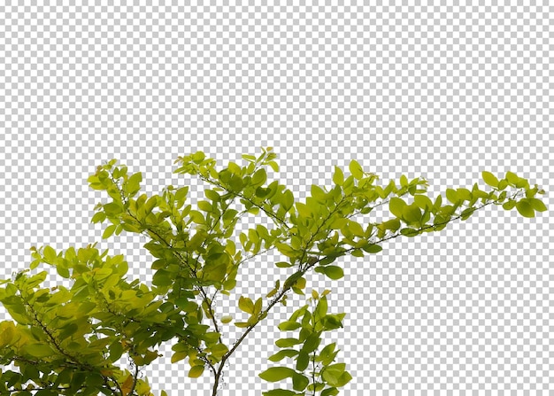 Green bush isolated transparency background.