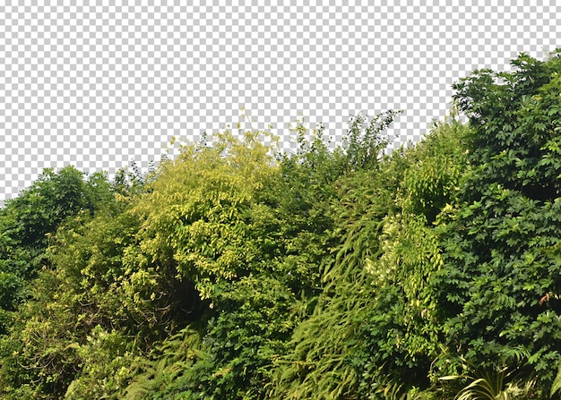 PSD green bush isolated transparency background.