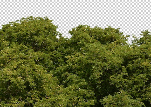 PSD green bush isolated transparency background