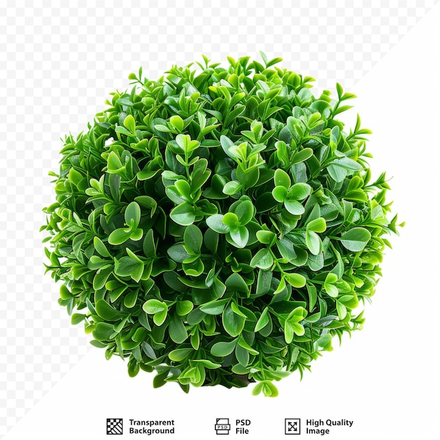 PSD green bush isolated on white isolated background