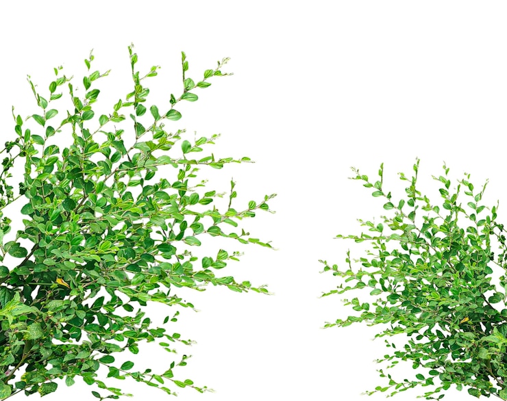 PSD green bush leaves green plants frame on transparent background a cascade of lush green foliage