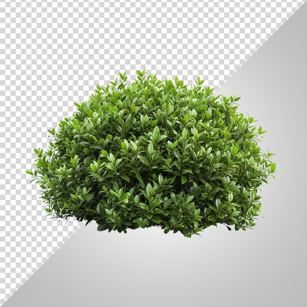 Зеленый куст png