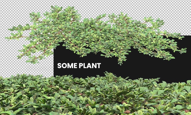 green bush and small plants isolated