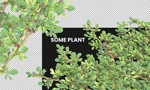 green bush and small plants isolated