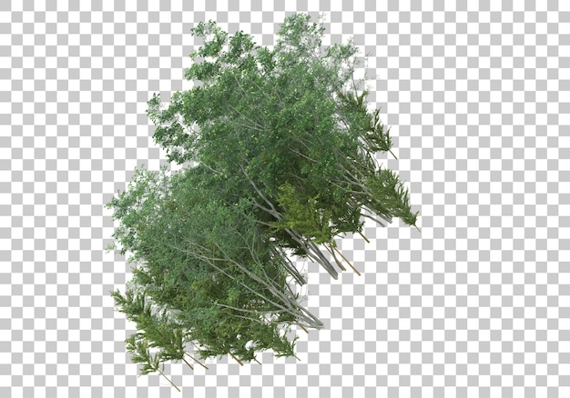 Cespuglio verde con sfondo trasparente 3d rendering illustrazione