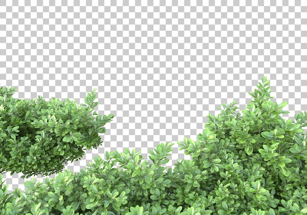 Green bush with transparent background 3d rendering illustration