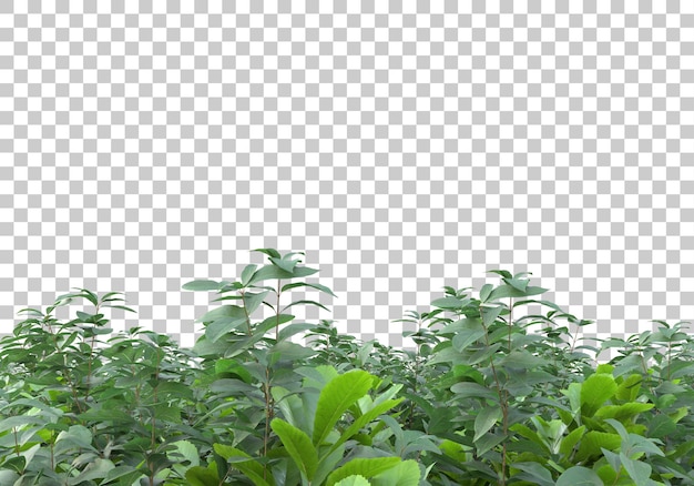 PSD green bushes on transparent background 3d rendering illustration