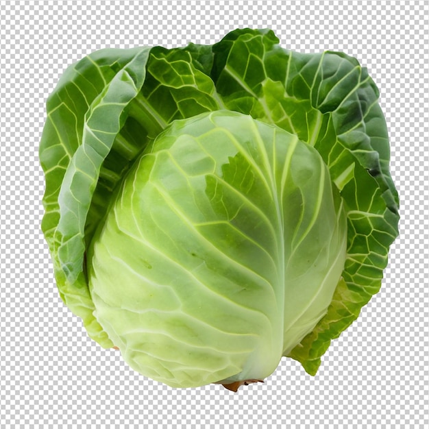 Green Cabbage On On Alpha Layer