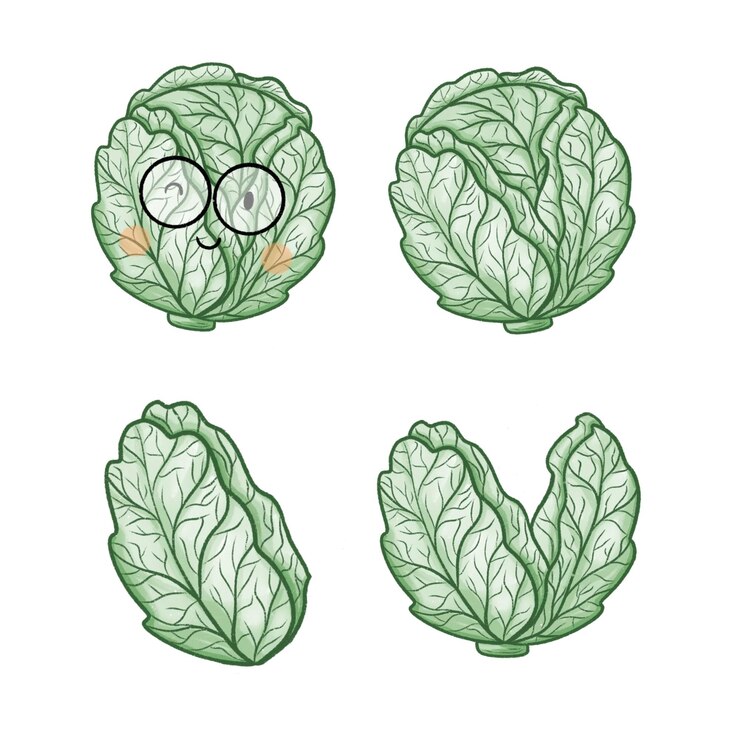 PSD green cabbage handdrawing texture illustration art decorative vegetables garder etc