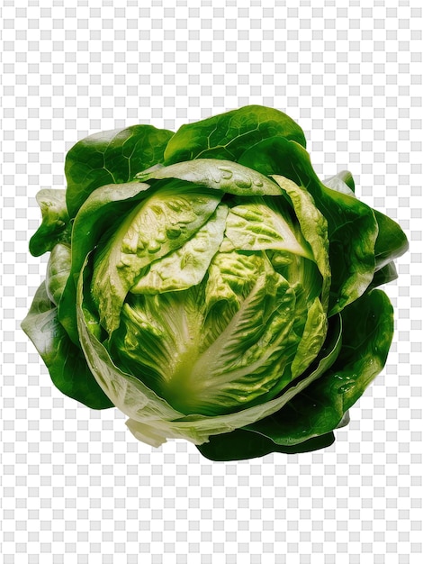 A green cabbage with a white spot on its head