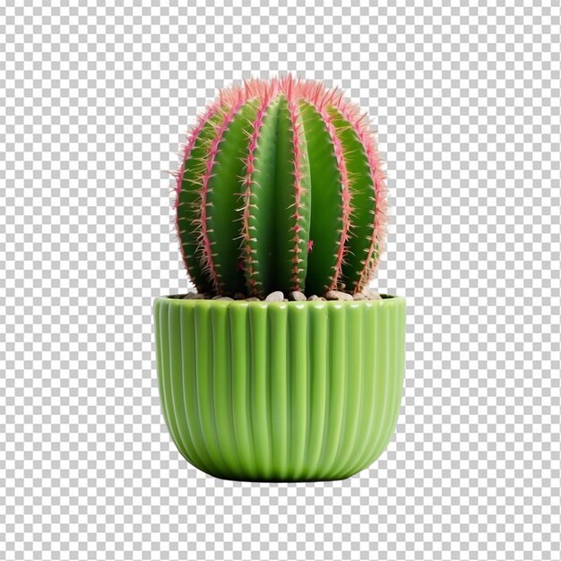 PSD cactus verde in vaso