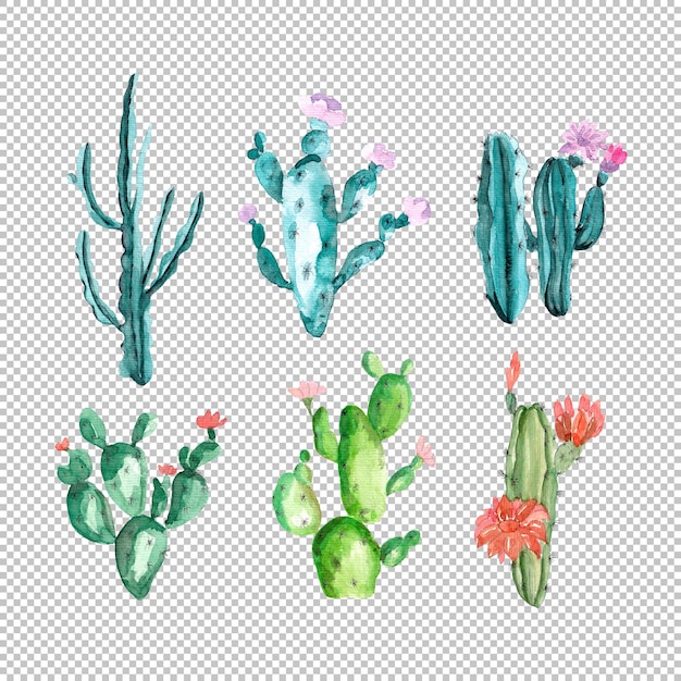 PSD green cactus with pink flowers in watercolor collection