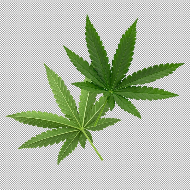 PSD green cannabis leaves isolated on alpha background.