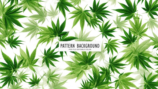 PSD green cannabis leaves marijuana on white background hemp ganja leaf