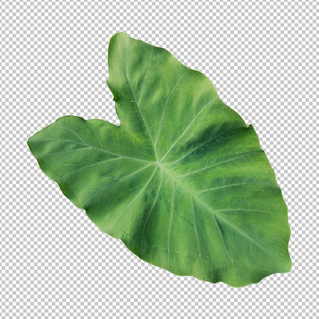 PSD green colocasia leaf isolated rendering