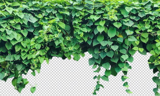 PSD green creeper plant isolato su foglie verdi trasparenti sullo sfondo su una parete con griglia gradiente