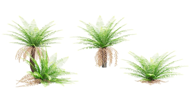 Green Fern grass with whitte background3d rendering