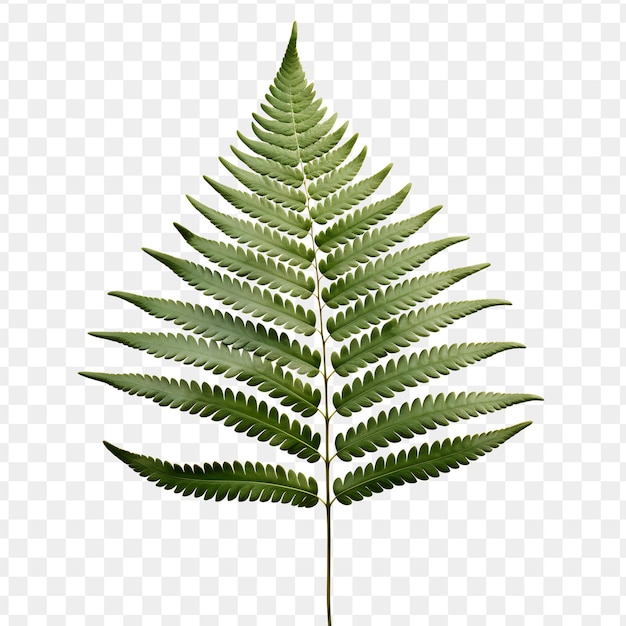 PSD a green fern tree is shown on a transparent background