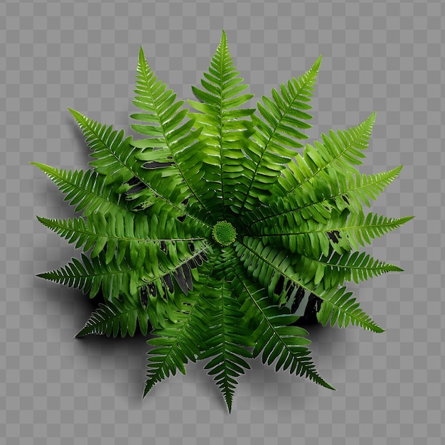 a green fern with a green leaf on a transparent background