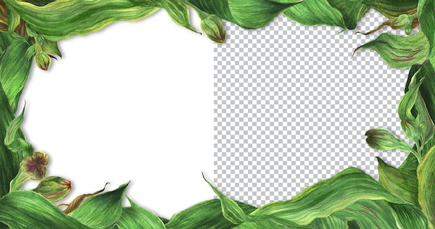 green floral header border. romantic composition for weddings and valentines day. watercolor illustration, frame for congratulations and invitations