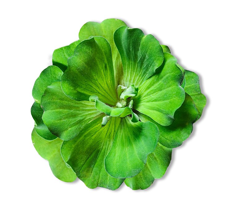 PSD 一朵绿色的花,绿色的叶子,透明的背景上的绿水花