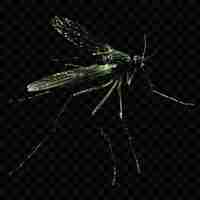 PSD a green fly with yellow wings sits on a black background