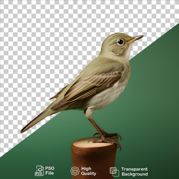 Green flycatcher isolated on transparent background include png file