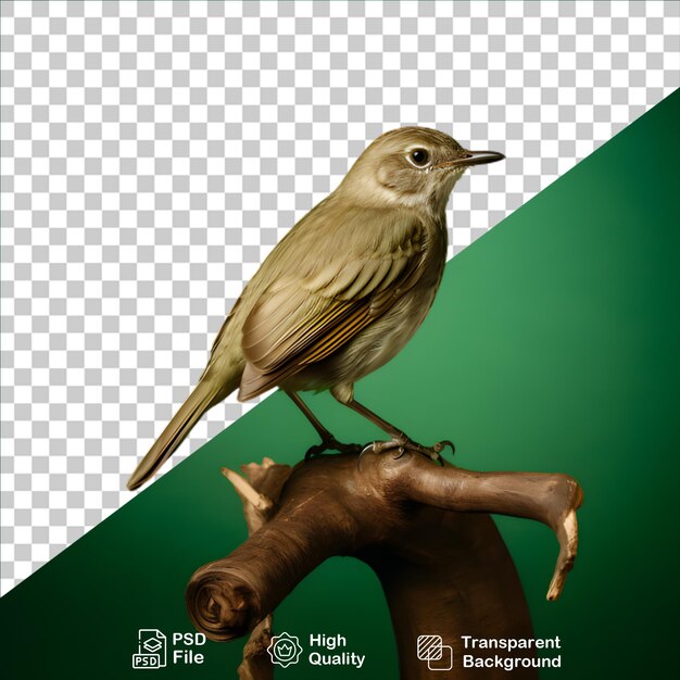 PSD green flycatcher isolated on transparent background include png file
