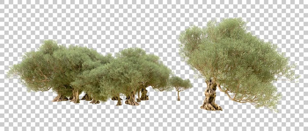 PSD foresta verde isolata sullo sfondo illustrazione di rendering 3d