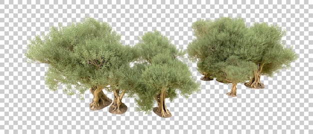 PSD foresta verde isolata sullo sfondo illustrazione di rendering 3d