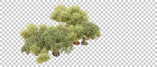 PSD green forest isolated on background 3d rendering illustration