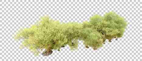 PSD green forest isolated on background 3d rendering illustration