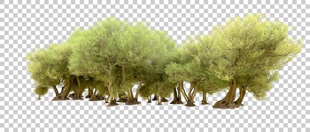 PSD foresta verde isolata sullo sfondo illustrazione di rendering 3d