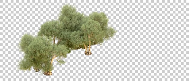 PSD green forest isolated on background 3d rendering illustration