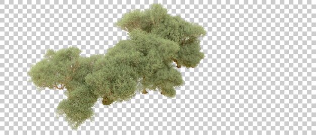 PSD green forest isolated on background 3d rendering illustration