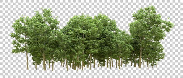 PSD foresta verde isolata sull'illustrazione del rendering 3d dello sfondo