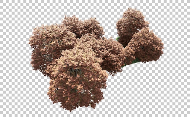 PSD foresta verde isolata sullo sfondo illustrazione di rendering 3d