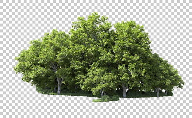 PSD foresta verde isolata sullo sfondo illustrazione di rendering 3d