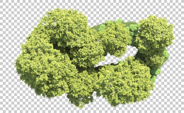 PSD foresta verde isolata sullo sfondo illustrazione di rendering 3d