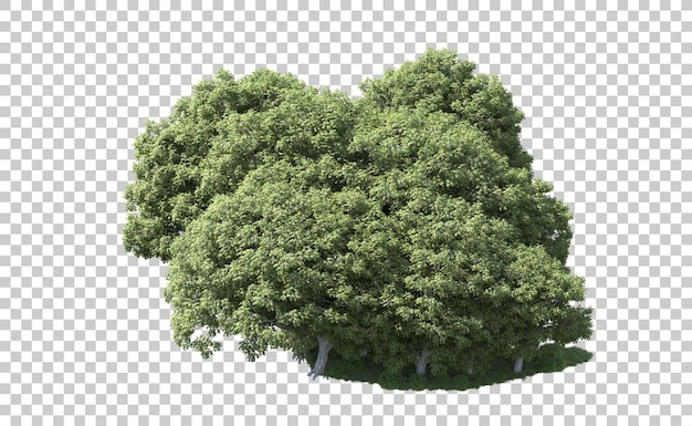 Foresta verde isolata sullo sfondo illustrazione di rendering 3d