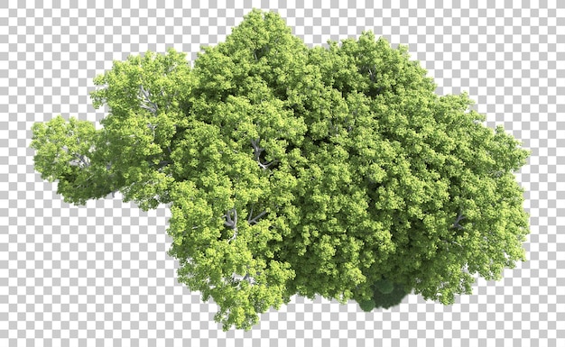 Foresta verde isolata sullo sfondo illustrazione di rendering 3d