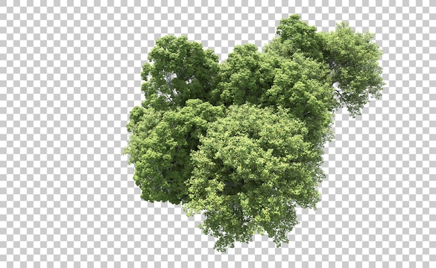 Foresta verde isolata sullo sfondo illustrazione di rendering 3d