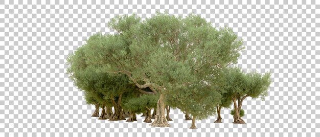 PSD foresta verde isolata sullo sfondo illustrazione di rendering 3d