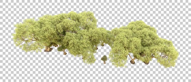 PSD green forest isolated on background 3d rendering illustration