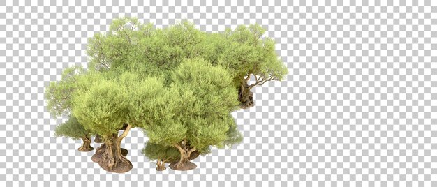 PSD green forest isolated on background 3d rendering illustration