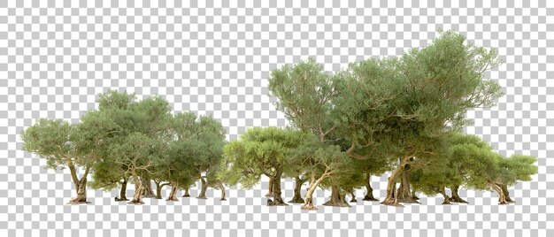 PSD foresta verde isolata sullo sfondo illustrazione di rendering 3d