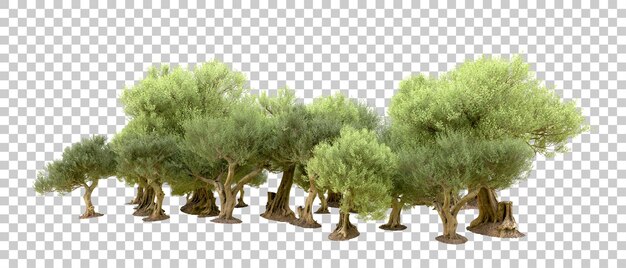 PSD green forest isolated on background 3d rendering illustration