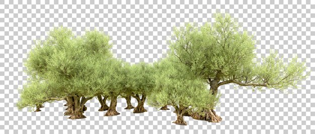 Foresta verde isolata sullo sfondo illustrazione di rendering 3d